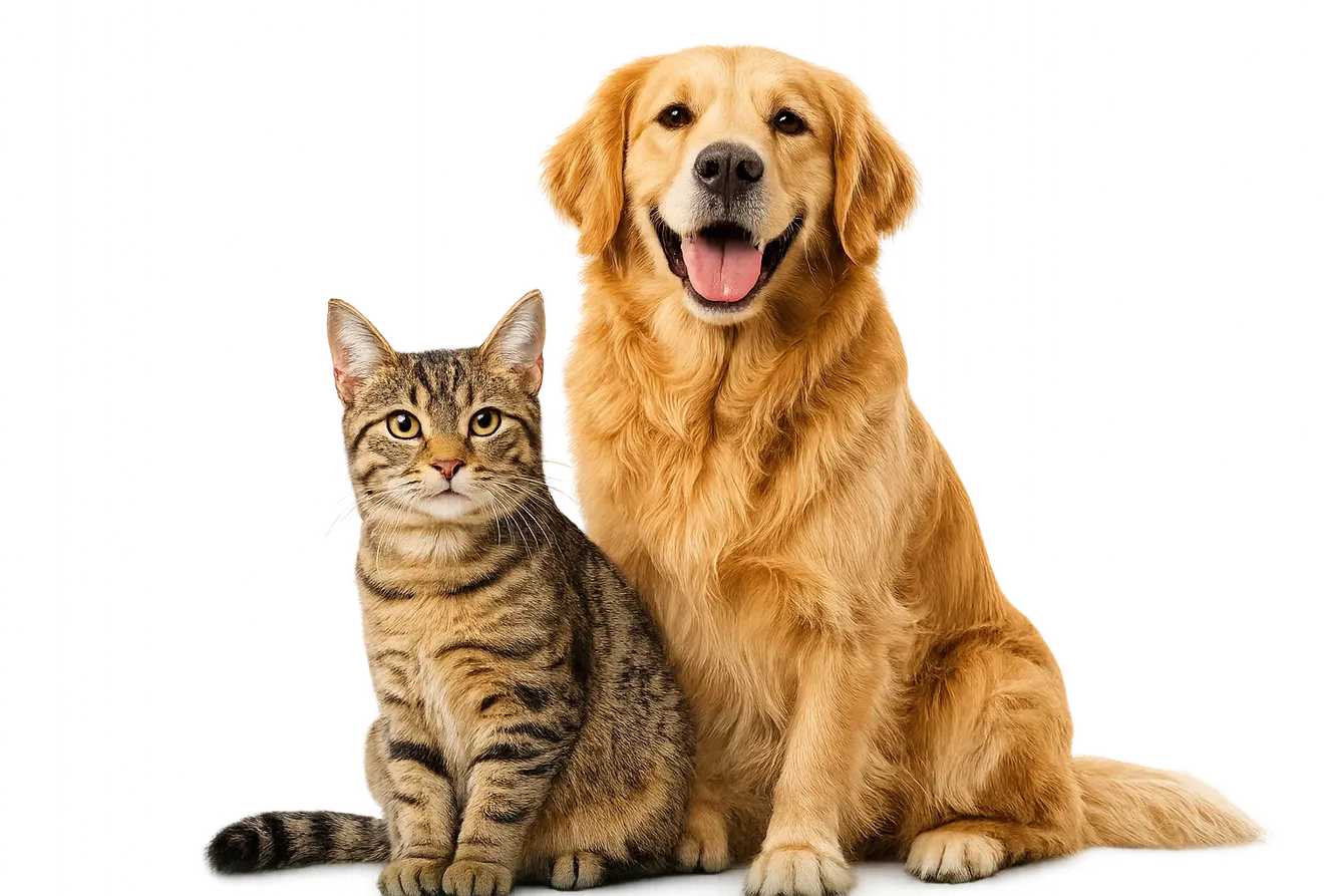 Cachorro golden retriever e gato lado a lado